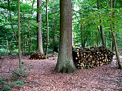 Foto Schricke